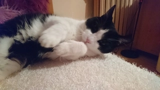 Zdjęcie z Sony Xperia Z5 Compact