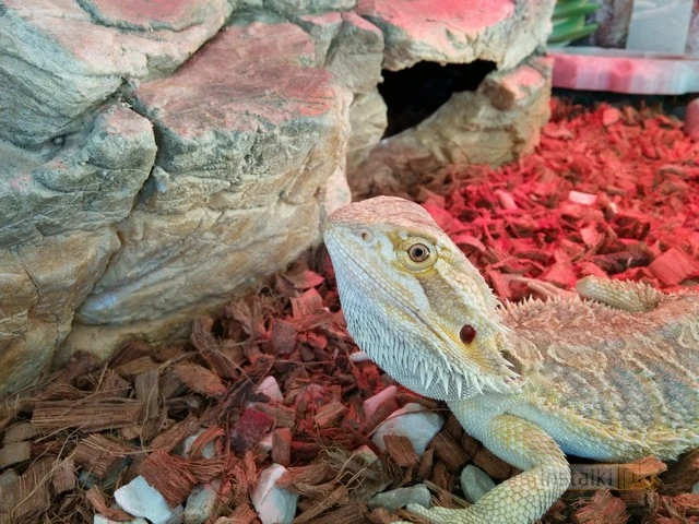 IMG 20131207 130921 mini