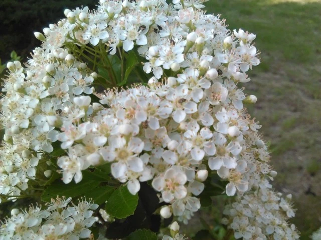 IMG 20140523 081530 Kopiowanie