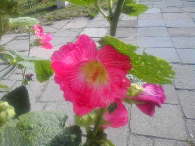 IMG 20140716 085247 Kopiowanie