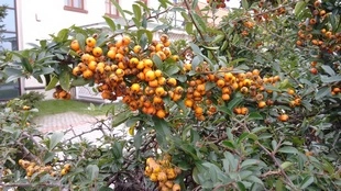 IMG 20141007 124812047 mini