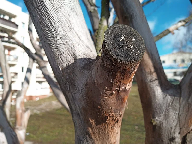 IMG 20190212 121203 6 mini