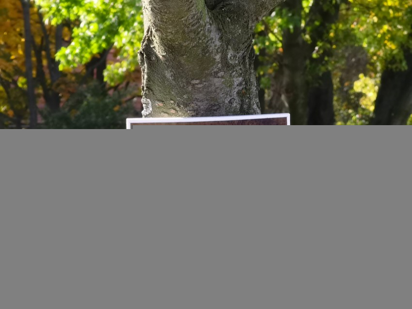 IMG 20201022 134635 mini