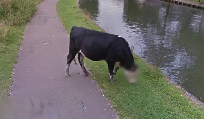 Google Street View dba o prywatność… krowy