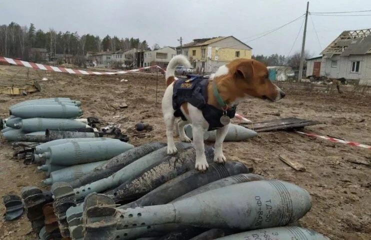 Pies bohater z Czernihowa robi furorę w sieci. Wykrył około 100 min