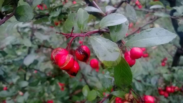 WP 20131120 018 Copy