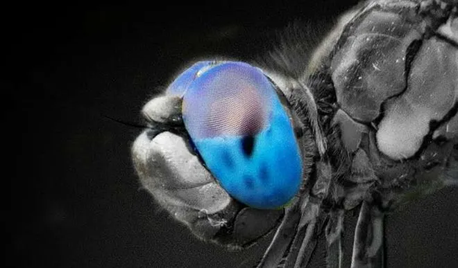 Xiaomi stworzy kamerkę na podstawie oczu ważki