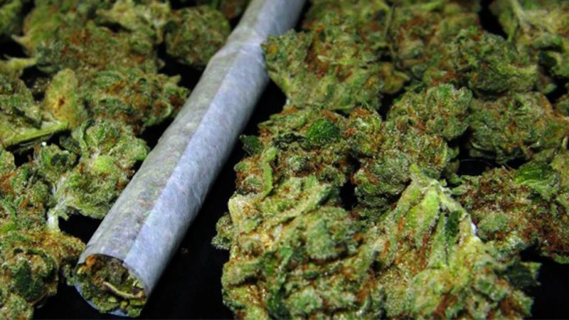 Zaawansowany algorytm pomógł unieważnić tysiące wyroków sądowych związanych z marihuaną