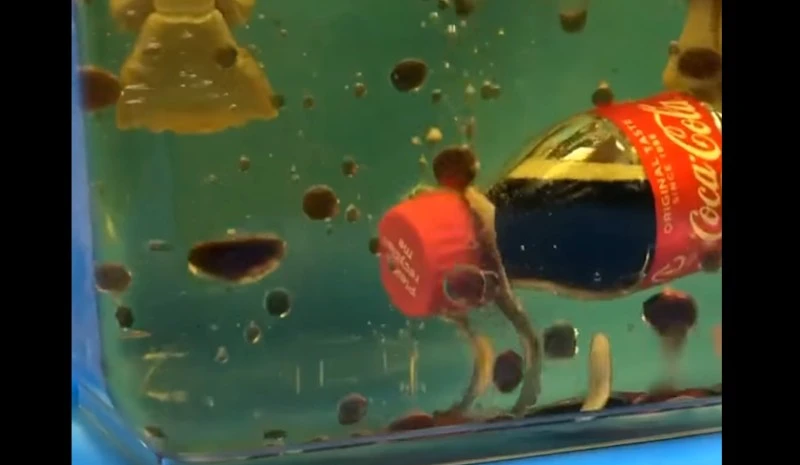 Cola i Mentosy w oleju zachowują się przedziwnie (wideo)