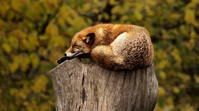 Firefox 66 pozwoli Ci przeglądać internet bez ryzyka zostania ofiarą reklam wideo