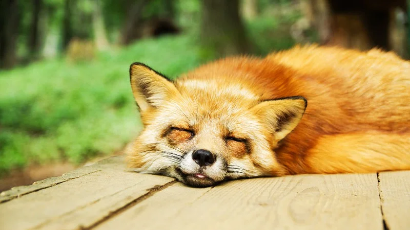 Mozilla planuje w pełni zastąpić Firefoksa przeglądarką Fenix