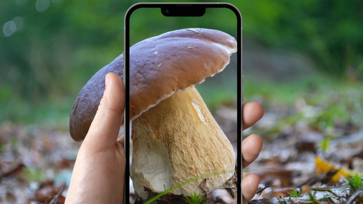 Grzybobranie ze smartfonem. Te aplikacje musisz mieć