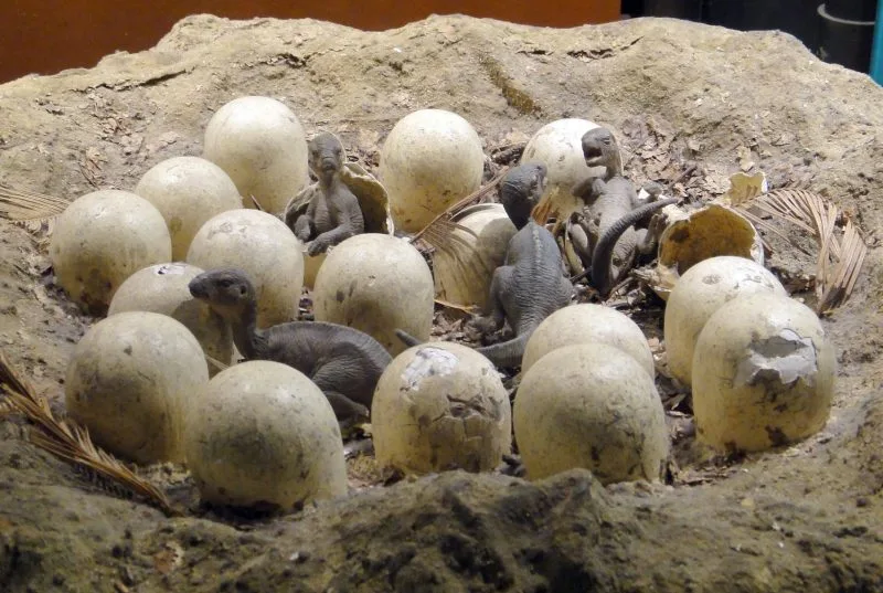 Niesamowite znalezisko w Europie. Jaja dinozaurów mogą zawierać embriony