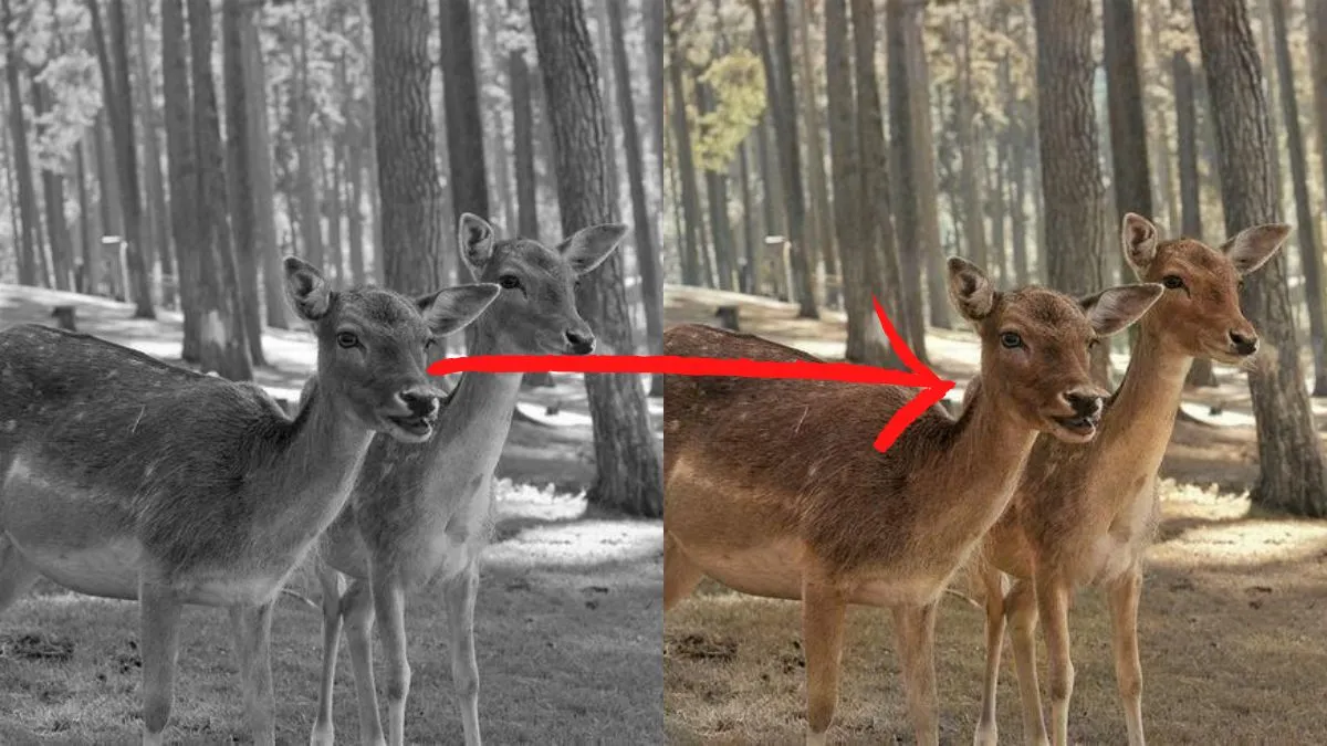 Chcesz pokolorować stare zdjęcia? Zrobisz to na tej stronie, za darmo