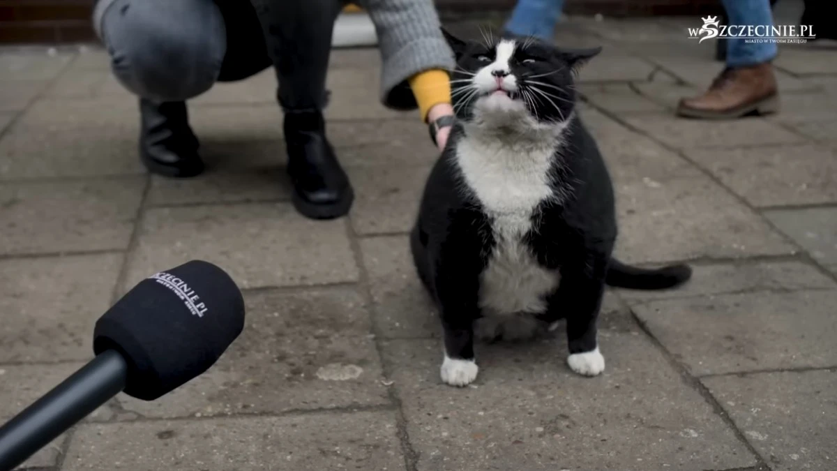O kocie Gacku z Polski pisze cały świat. Stał się atrakcją na Google Maps