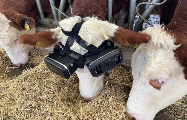 Turek założył krowom gogle VR. Wierzy, że dadzą więcej mleka
