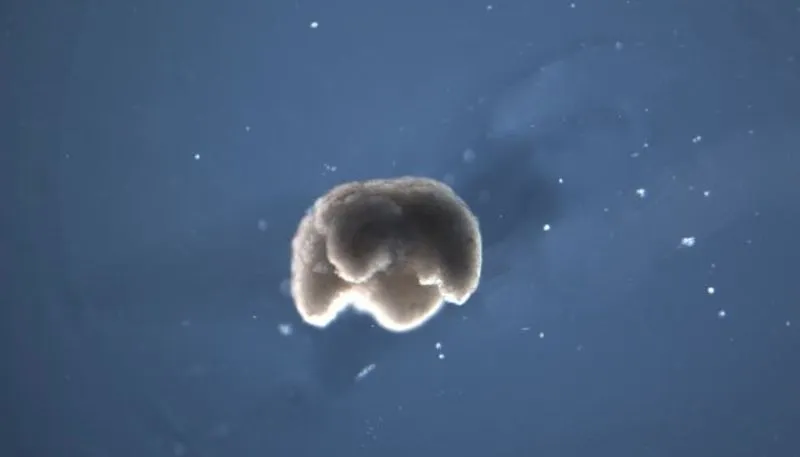 Oto ksenoboty – pierwsze na świecie „żywe” roboty