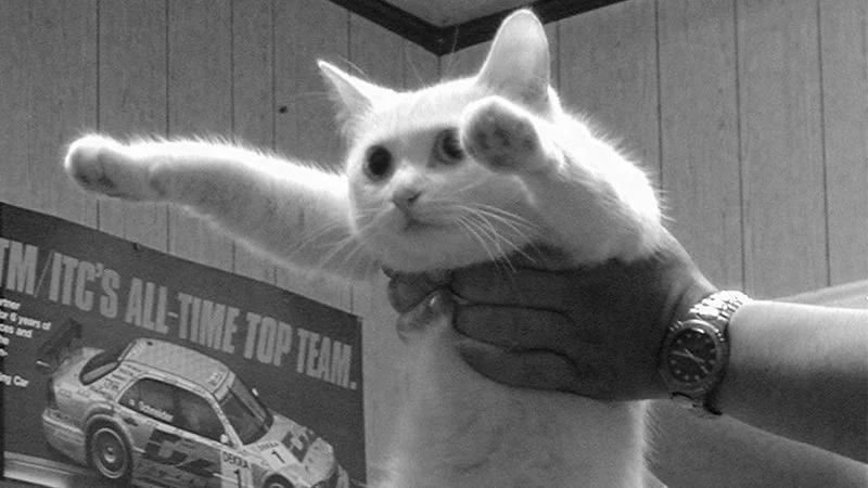 Nie żyje Longcat. Zwierzę było bohaterem kultowych memów