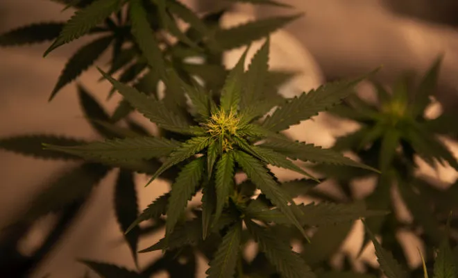 SpaceX wyśle marihuanę w kosmos