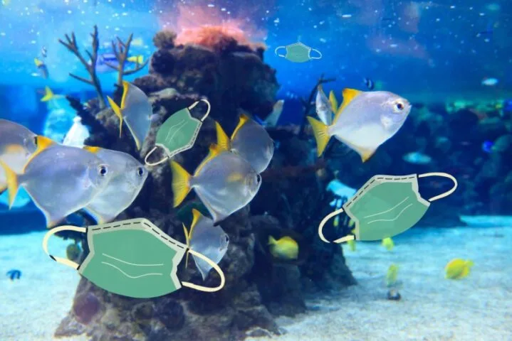 Półtora miliarda maseczek trafiło w tym roku do oceanów