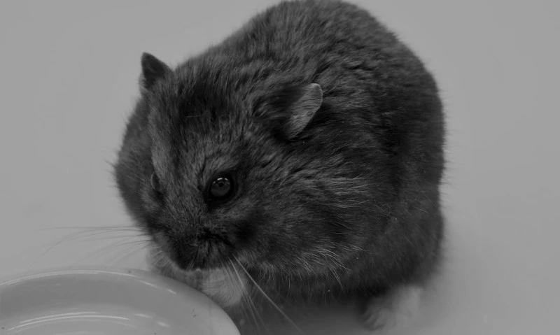 Pan Goxx nie żyje. Chomik był znanym inwestorem kryptowalutowym