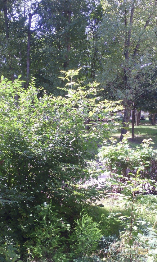 myphone c-smart foto 4