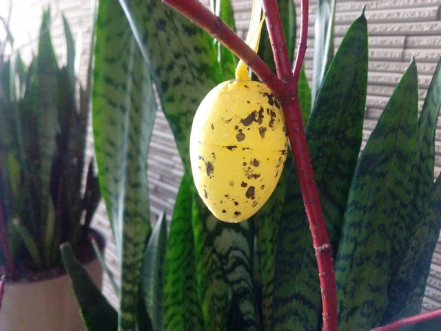 Honor Holly - przykładowe zdjęcie