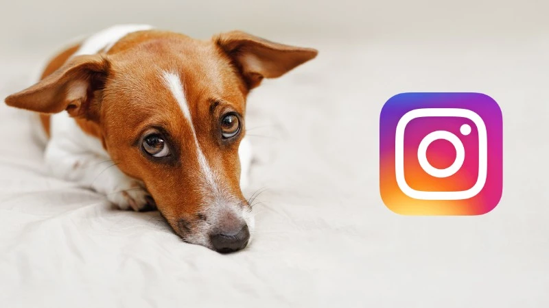 Szukali emoji „pies”, trafili na symbol azjatyckiego jedzenia. Instagram reaguje