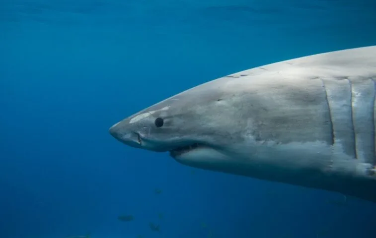 Miliony lat temu morza przemierzał wyjątkowy uskrzydlony rekin