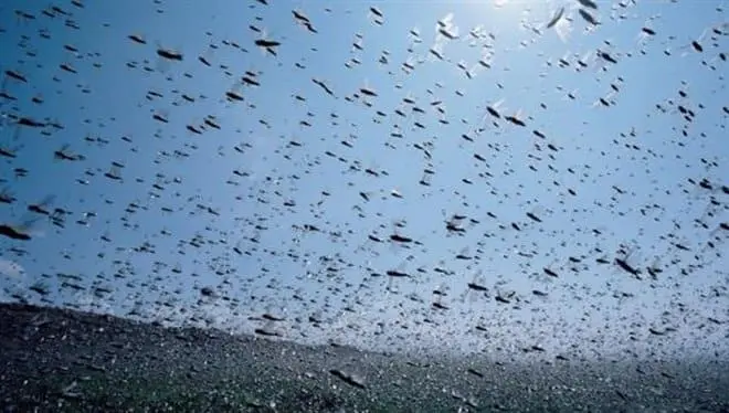 Amerykańskie wojsko testuje rój miniaturowych dronów