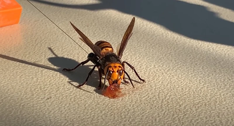 Inwazja azjatyckich morderczych szerszeni. Gdzie się pojawiają?