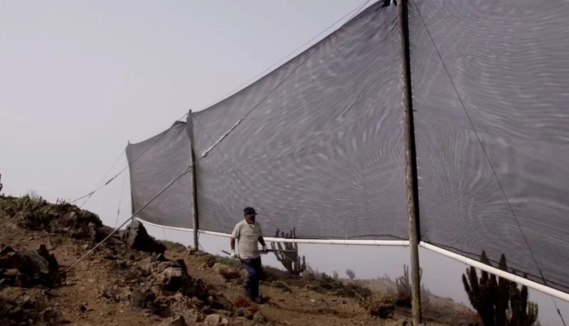 Zbieranie wody z… mgły. Zobacz niezwykły system w akcji (wideo)