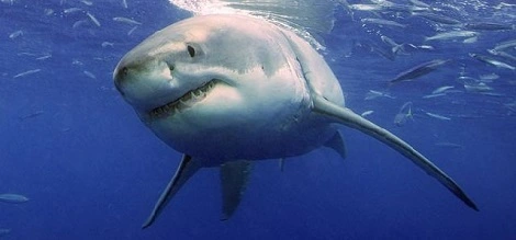 Rekiny ostrzegają, że nadpływają do plaży. Za pomocą Twittera
