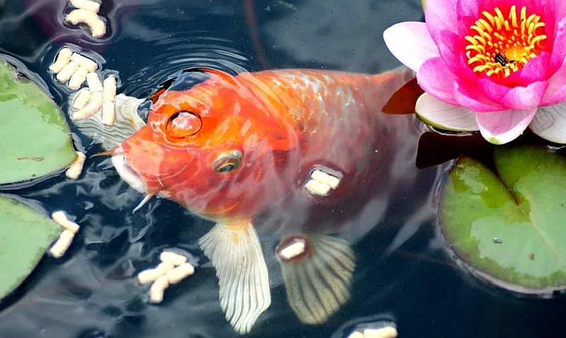 Mężczyzna zbudował „wózek inwalidzki” dla swojej złotej rybki [wideo]